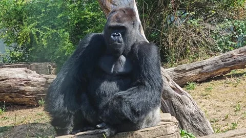  a silverback Gorilla sitting down Stock Footage 296845948