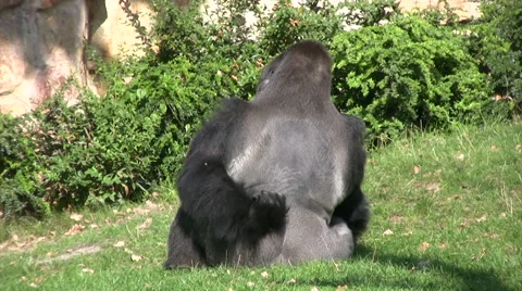 Silverback Gorilla sitting on grass 動画素材 42142377