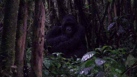 Silverback gorilla sitting in the rain Video stock 74099362