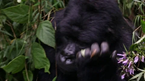 Silverback gorilla smells a flower then disappears away into jungle Vidéo 73788226