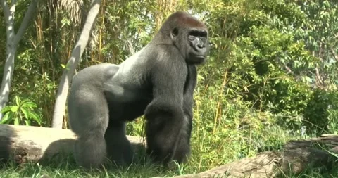 A silverback gorilla standing on a grassy hill with a green tree background. Stock Footage 315783260