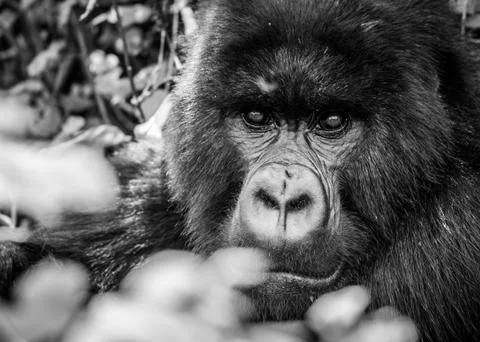 Silverback Gorilla Staredown Stock Photos