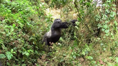 Silverback Gorilla Stretching in the Forest Stock Footage 105101561