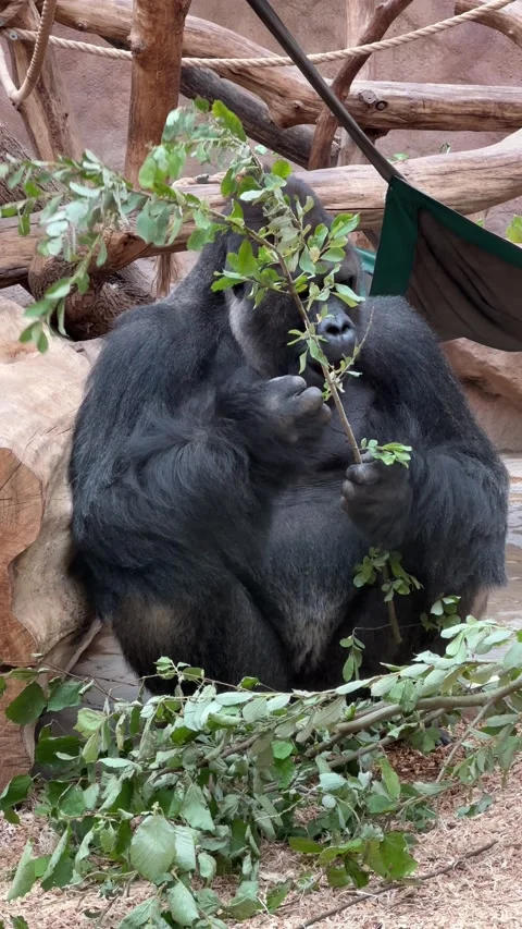 Silverback Gorilla in Vertical Cinematic 4K Wildlife Footage 库存影片 208437149