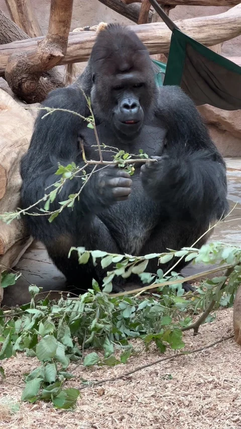 Silverback Gorilla in Vertical Cinematic 4K Wildlife Footage 库存影片 208439314