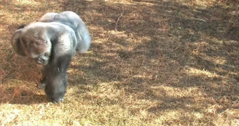 A silverback gorilla walking away on dry ground. Stock Footage 315783261