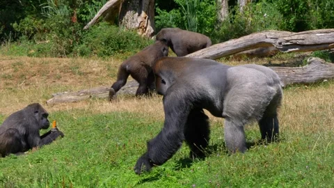 Silverback Gorilla Walking to Collect Vegetables Stock Footage 294593524