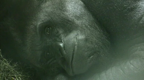 Silverback Gorilla Yawning Video stock 524703