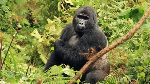 Silverback looks carefully scratching and walks away Stock Footage 124077625