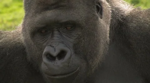 Silverback Lowland Close-up Gorilla Portrait Stock Footage 61257294