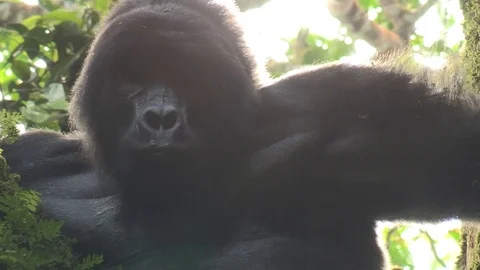 Silverback mountain gorialla in tree - Uganda Video stock 84636369