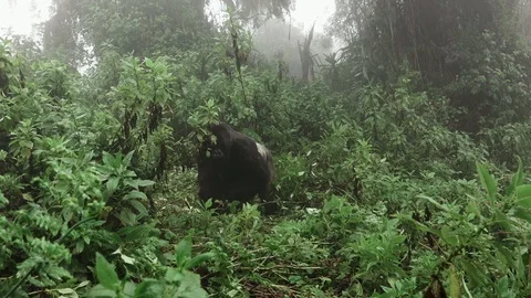 Silverback mountain gorilla approaching to the camera Stock Footage 124897326