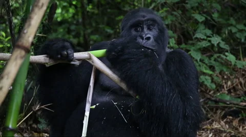 Silverback Mountain Gorilla Chewing on Bamboo Vidéo 49834932