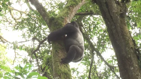 Silverback mountain gorilla climbing down from tree - Uganda Video stock 84626920
