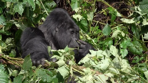 Silverback Mountain Gorilla eating Video stock 125210039