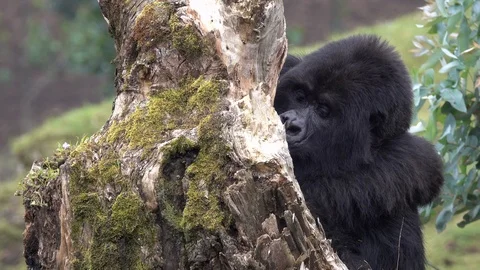 Silverback Mountain Gorilla eating. Video stock 125253588