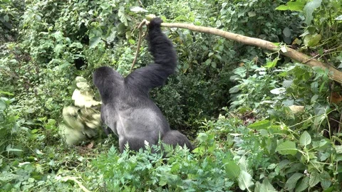 Silverback Mountain Gorilla eating Stock Footage 125265610