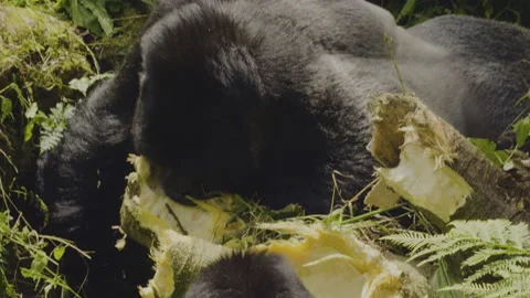 Silverback Mountain Gorilla Eating Tree Roots/Branch, Mgahinga Stock Footage 236427254