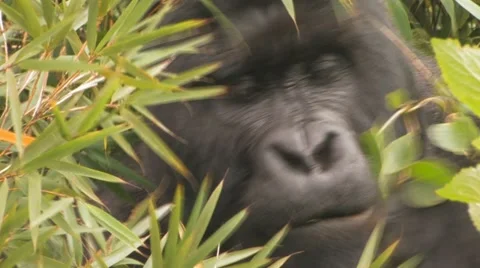 Silverback Mountain Gorilla feeding BCU Head Eyes Mouth Hands Stock Footage 10898609