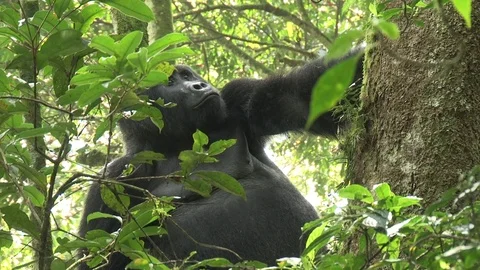 Silverback mountain gorilla Video stock 84625282