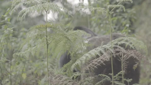 Silverback mountain gorilla Stockbeeldmateriaal 168895023