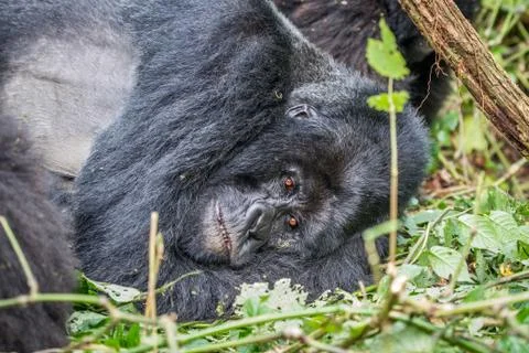 Silverback Mountain gorilla laying down. Stock Photos