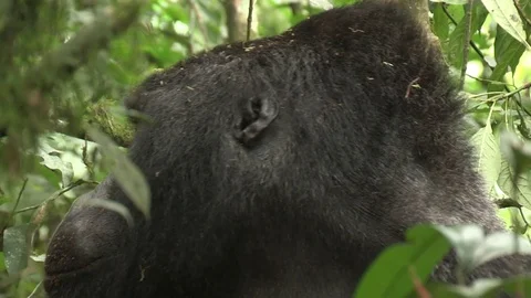 Silverback mountain gorilla looking around - Uganda Video stock 84627197