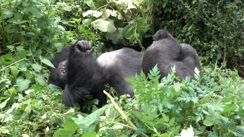 Silverback Mountain Gorilla resting Stock Footage 125265718