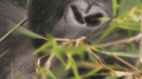 Silverback Mountain Gorilla Rwanda BCU feeding Stock Footage 10898571