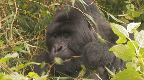 Silverback Mountain Gorilla Rwanda stripping leaves Stock Footage 10898833