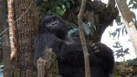 Silverback Mountain Gorilla sitting on a branch Stock Footage 125253854
