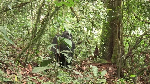 Silverback mountain gorilla sitting on forest floor - Uganda Stock Footage 84627032