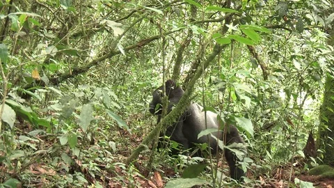 Silverback mountain gorilla - Uganda Stock Footage 84626753