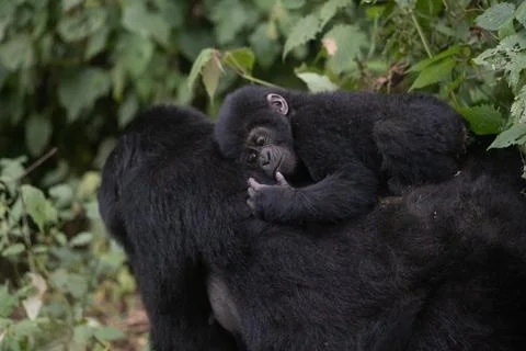 Silverback Mountain Gorilla, Uganda Stock Photos