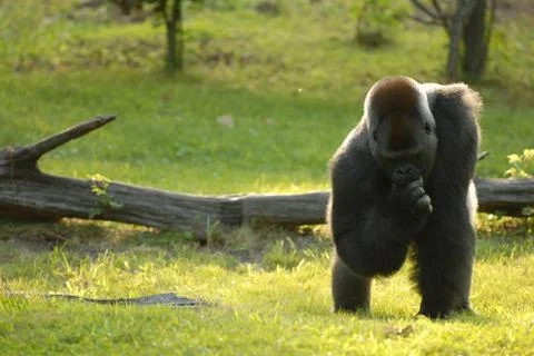 Silverback Stock Photos