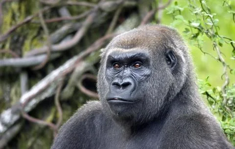 Silverback Stock Photos