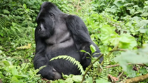 Silverback Sitting Down and Thinking Vidéo 49925812