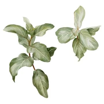 Silverberry branch, set of two, hand drawn vector Stock Illustration