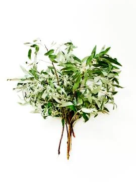 Silverberry tree branch Stock Photos