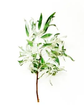 Silverberry tree branch Stock Photos