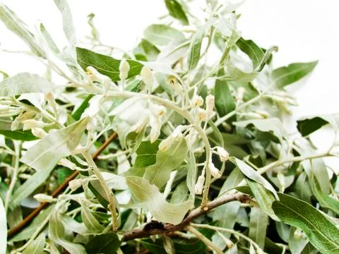 Silverberry tree branch Stock-Fotos