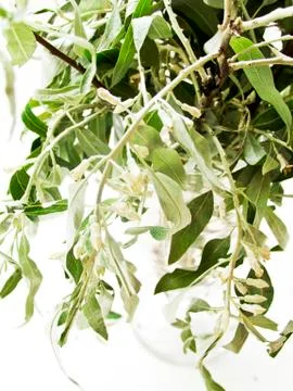 Silverberry tree branch Stock Photos
