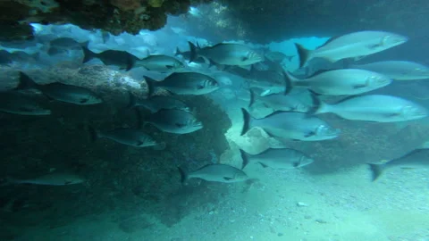 SilverDrummer 스톡 동영상 235259252