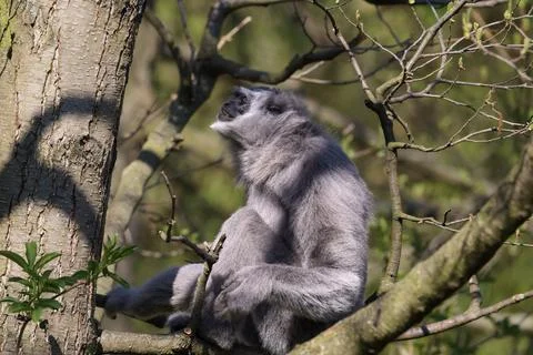 Silvered langur monkey perched on a tree branch with its head tilted back Stock Photos