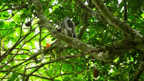 Silvered leaf monkey climbing on a tree branch in the jungle Stock Footage 340932536