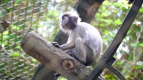Silvered leaf monkey looking for figs on the tree Stock Footage 227343201