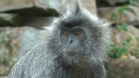 Silvered Leaf monkey, Malaysia Stock Footage 86217759