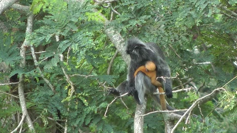 Silvered Leaf monkey, Malaysia Vidéo 88548618