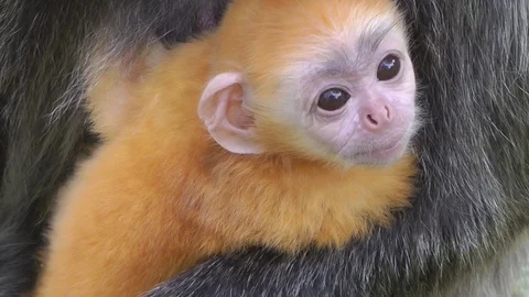 Silvered Leaf monkey, Malaysia Video stock 88548653