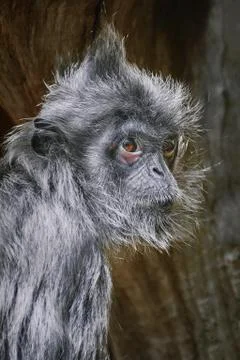 Silvered Leaf Monkey Stock Photos